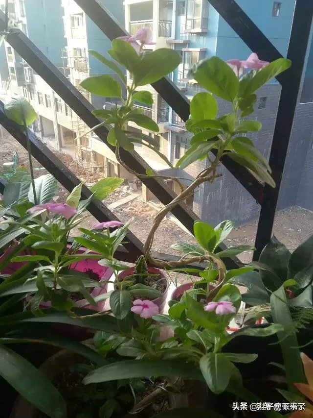 有女朋友但还是很想去了解另一个女孩正常吗？