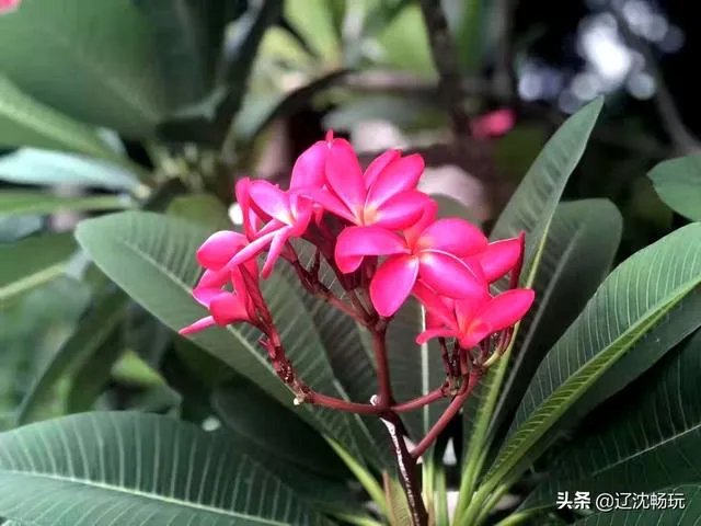 沈阳世博园怎么样?