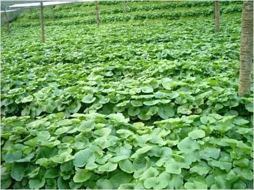 日本料理中的“瓦萨比”到底是什么？山葵和芥末是一种东西吗？