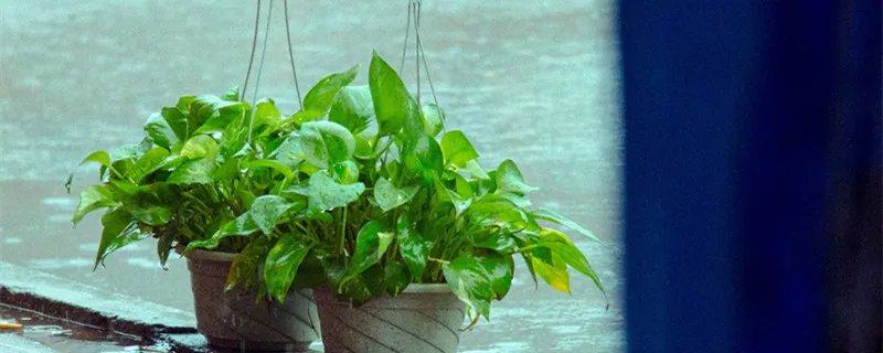 九里香怎么养殖 九里香的养殖方法