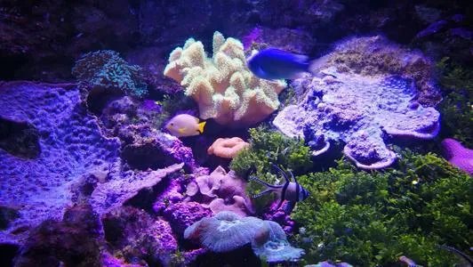 澳大利亚大堡礁珊瑚出现大批死亡现象，专家对此给出了什么解释？