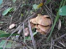 山东常见野生食用蘑菇