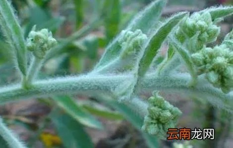 艾纳香的功效与作用