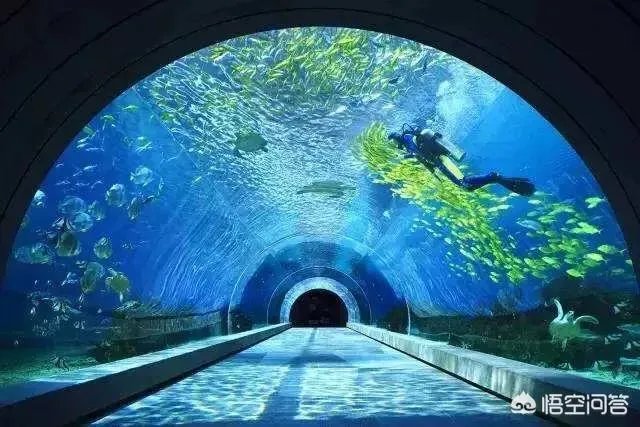 如何看待日本宣布退出国际捕鲸协会？日本为何非要商业捕鲸？