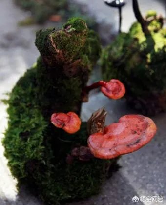 灵芝盆景如何种植？