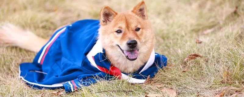 狗狗夏天到底应不应该将全身毛发剃光 狗狗毛剃光有什么坏处