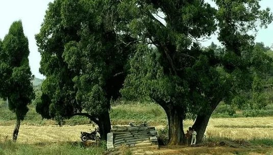 下树是什么意思