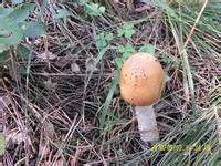 山东常见野生食用蘑菇