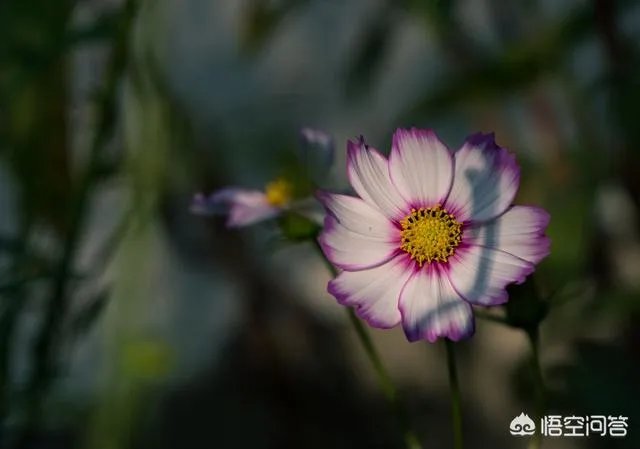 小白怎么学习摄影？