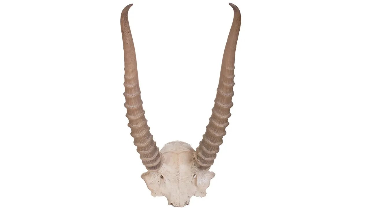 黑色藏羚羊角怎么辨别真假 真假羚羊角你会辨吗?