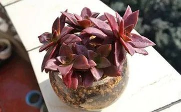 观音灵签第12签的签语解意