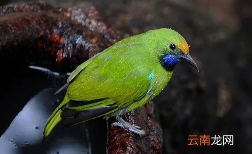 蓝翅金刚鹦鹉的饲养方法 蓝翅金刚鹦鹉的寿命