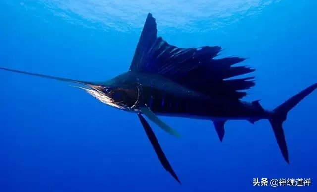 什么是金叉?什么是死叉?怎么看？