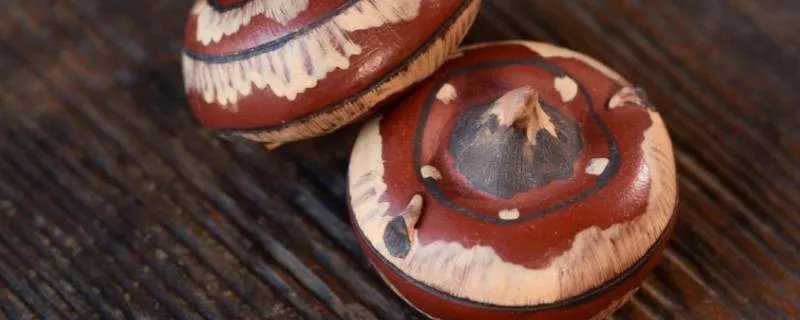 马蹄是什么食材