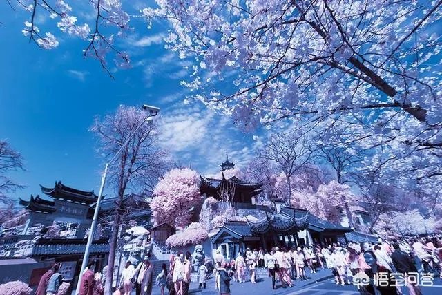 南京鸡鸣寺的樱花什么季节开？