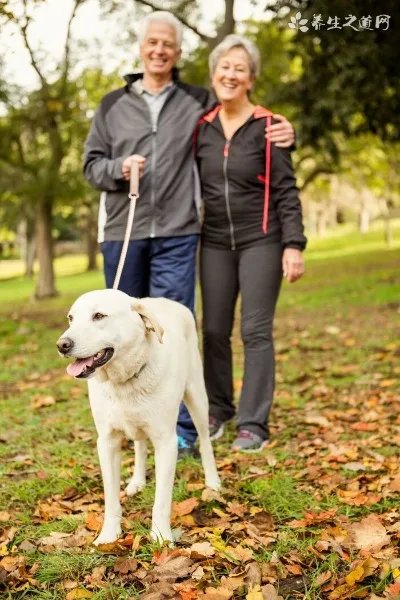 鸡病防治-原虫病-鸡的组织滴虫病（盲肠肝炎）
