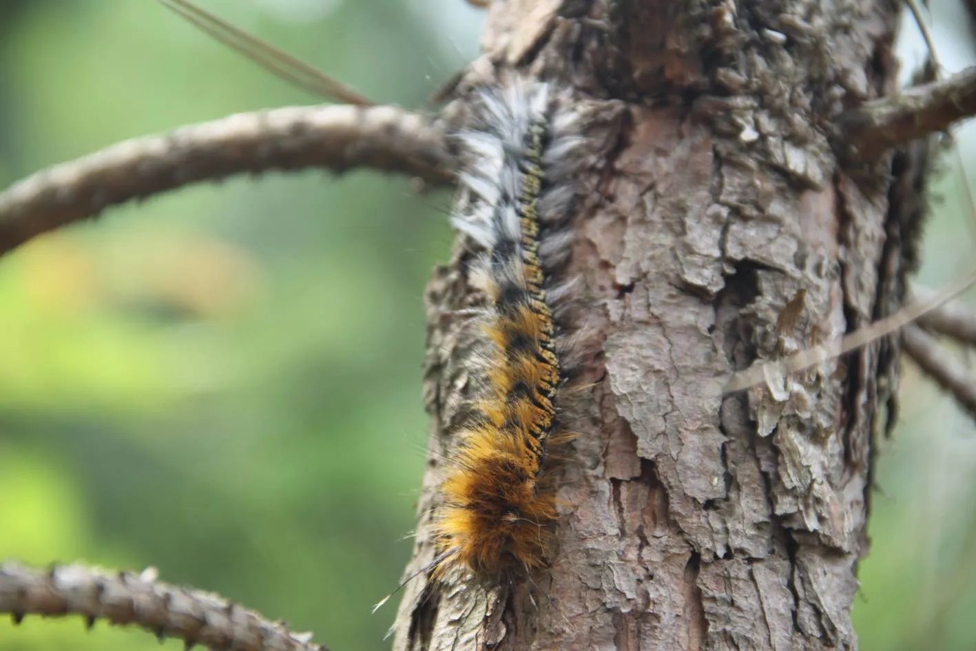 思茅松毛虫的防治方法