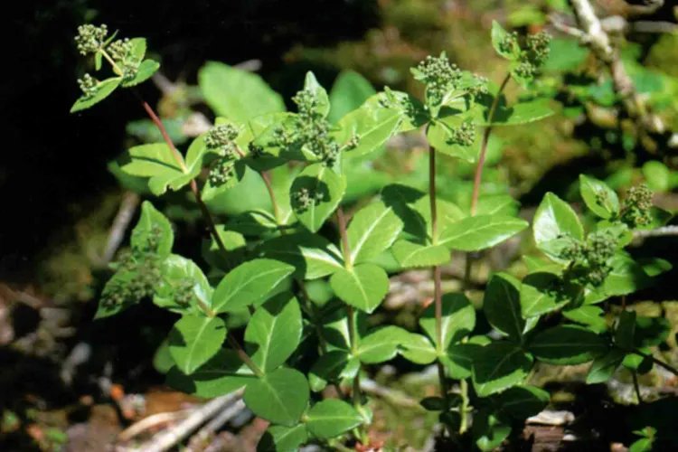 还阳草的功效与作用及图片