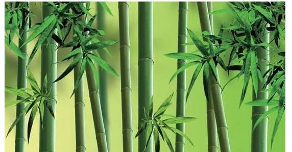 竹子,梅花,蜜蜂路灯,像是哪些职业的人,选择其中一个,试着写一段话。fyfhghhhg?