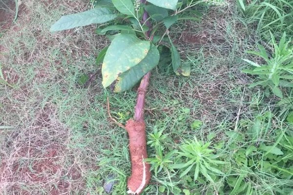 美洲商陆的功效与作用