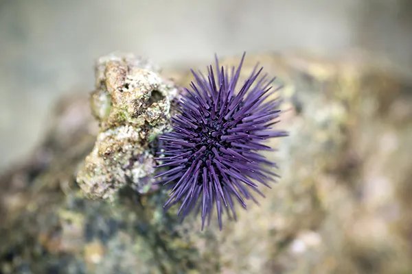 海胆的营养价值