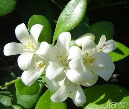 九里香怎么养 九里香的养殖方法