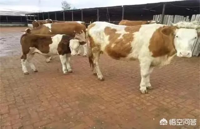 有人说“现在养牛前景大好”，你觉得养牛人应该怎么做？