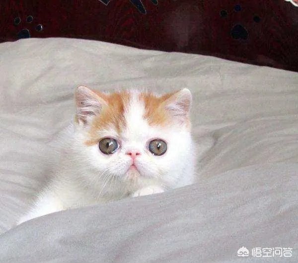 异短吃什么会变重，异短吃什么补充营养？