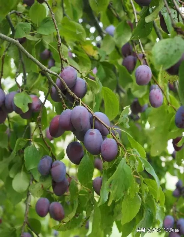 西梅是澳洲还是智利的好