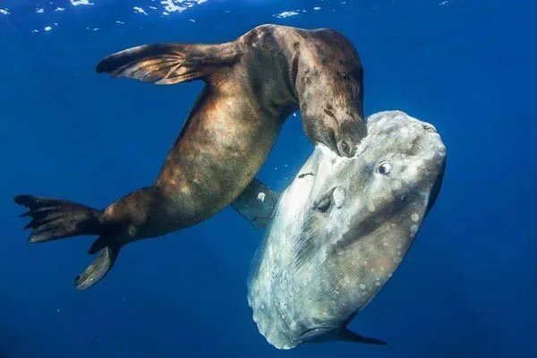 翻车鱼的死法太残忍了 一次次接受希望又一次次被迫绝望