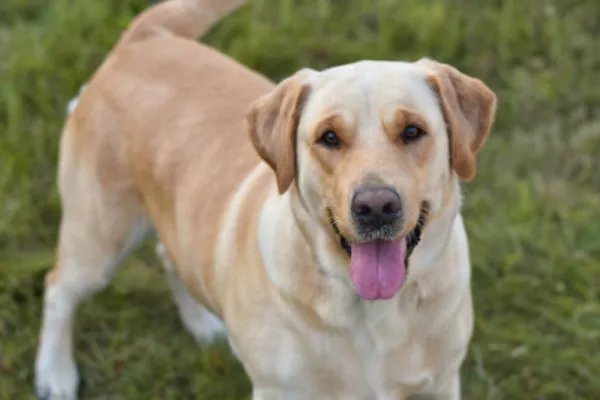 十大名犬分别是哪些品种的?