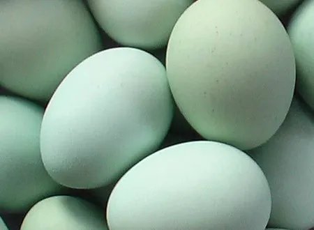乌鸡蛋和绿壳乌鸡蛋是一种么