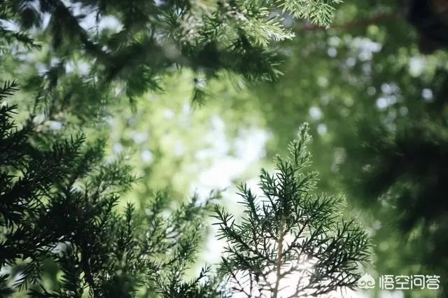 使用佳能微单M6是一种什么体验？