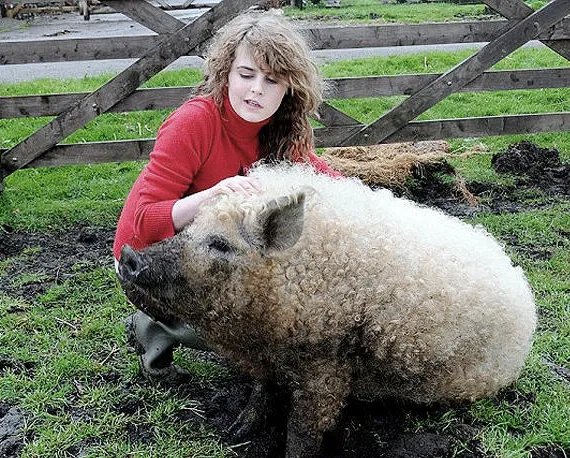 “绵羊猪”是什么鬼？