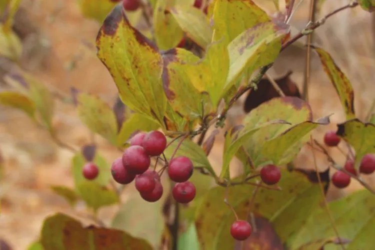 金刚藤的功效与作用图片