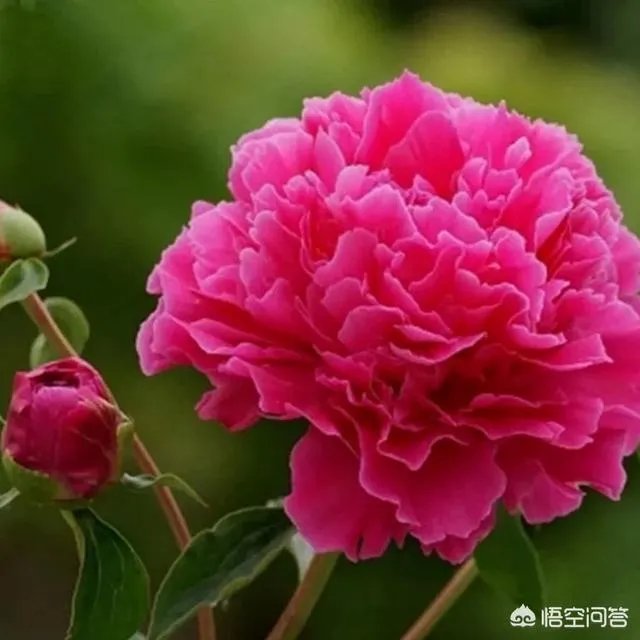 芍药春天怎么养？