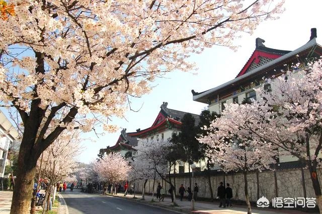 南京鸡鸣寺的樱花什么季节开？