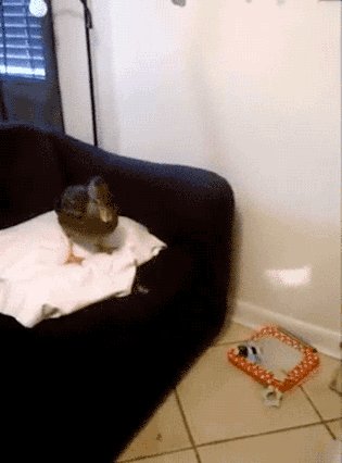 你们这群hentai在想什么？理想很丰满的动态图