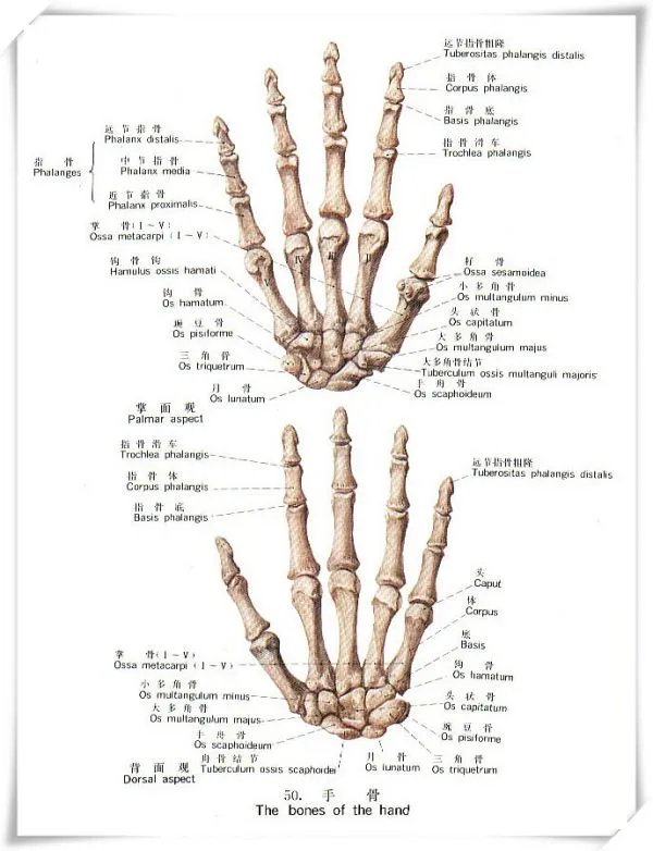 手掌骨架图