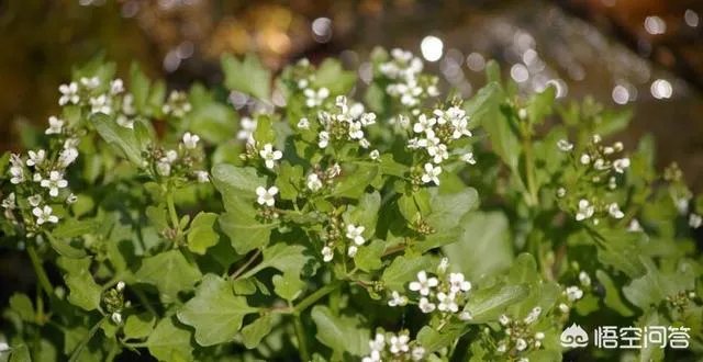 白花碎米荠的功效与作用