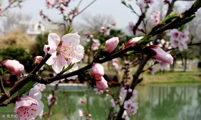 南京鸡鸣寺的樱花什么季节开？