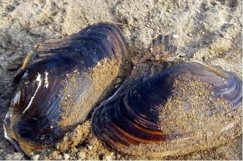 河蚌养殖前景如何？