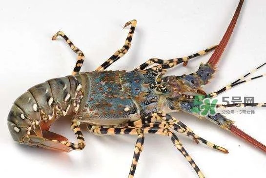 中华锦绣龙虾怎么做?中华锦绣龙虾怎么吃?