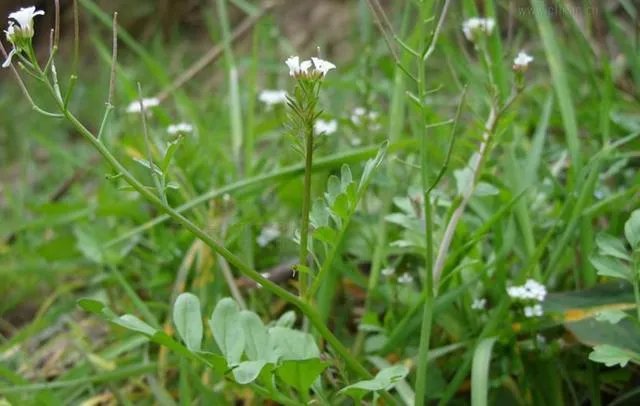 白花碎米荠的功效与作用