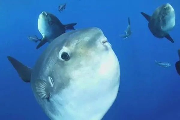 翻车鱼的死法太残忍了 一次次接受希望又一次次被迫绝望