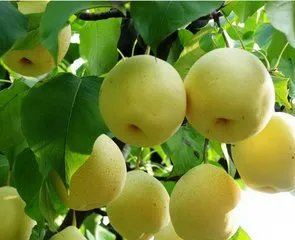 梨树种植过程中，都有哪些注意事项呢？