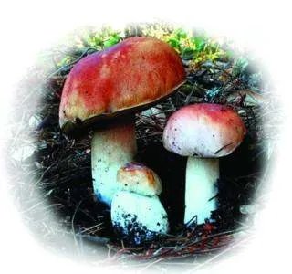 山东常见野生食用蘑菇