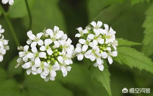 白花碎米荠的功效与作用