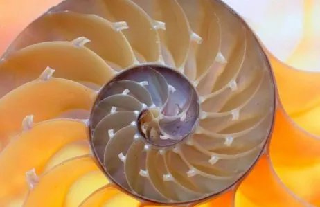 鹦鹉螺是鸟类吗？