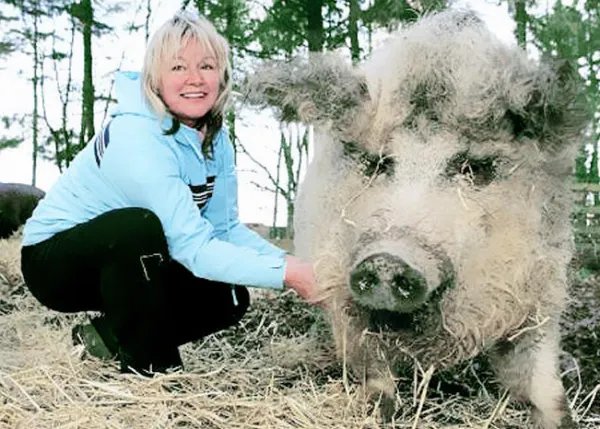 “绵羊猪”是什么鬼？